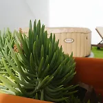 Casa Segunda ティアス